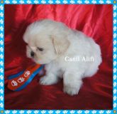 Macho shi tzu