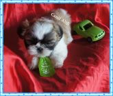 Machinho shi tzu