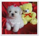 Filhotes de shi tzu