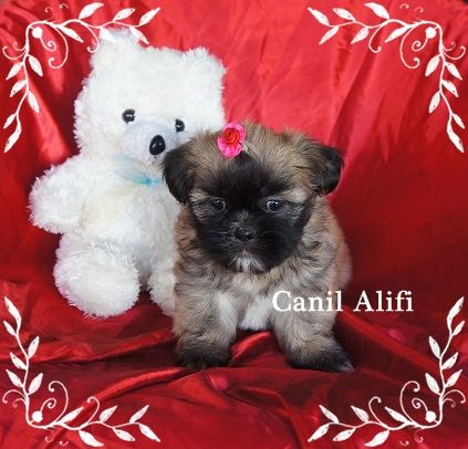 Femea shi tzu